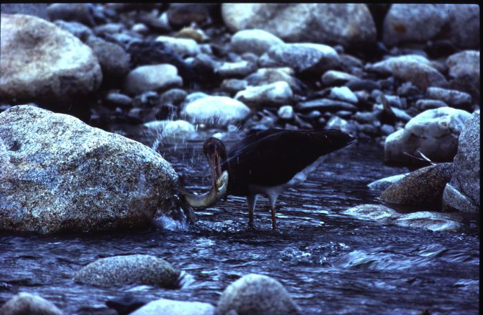 Reperto storico (Ciconia nigra)